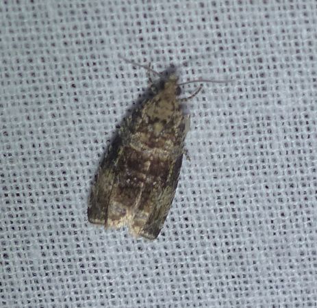 Celypha lacunana 