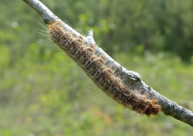Bombyx du Chêne 