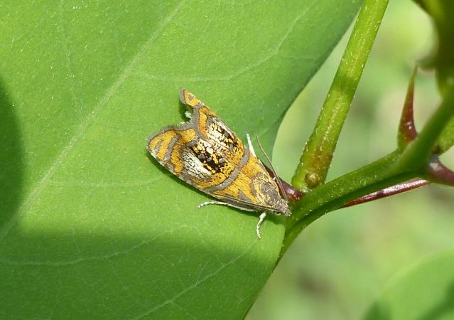 Olethreutes arcuella 