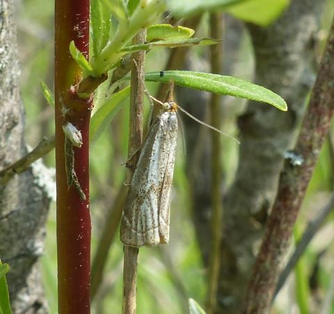 Crambus des champs 