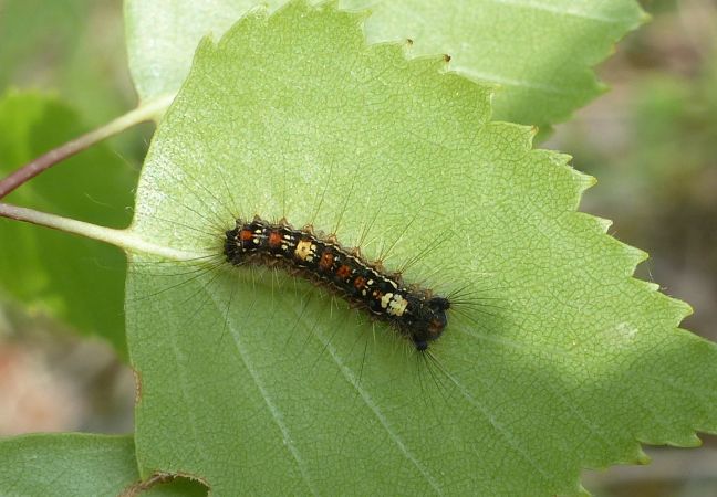 Bombyx disparate 