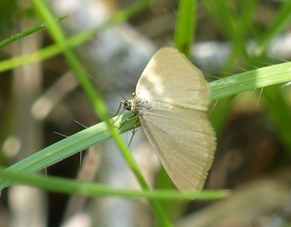 Minoa murinata 