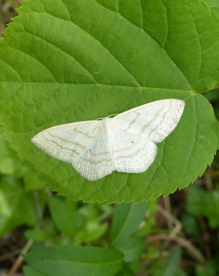 Scopula immutata 