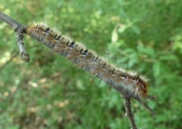 Bombyx du Chêne 