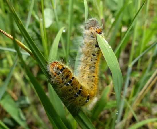 Lasiocampa trifolii 