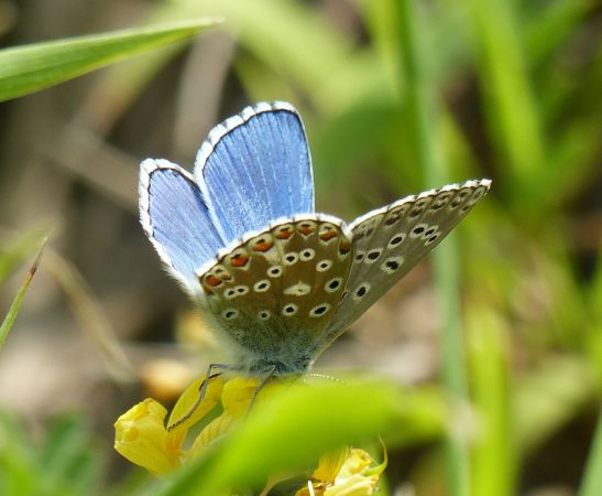 Azuré bleu céleste 