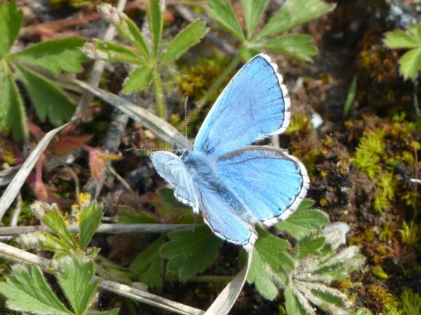Azuré bleu céleste 