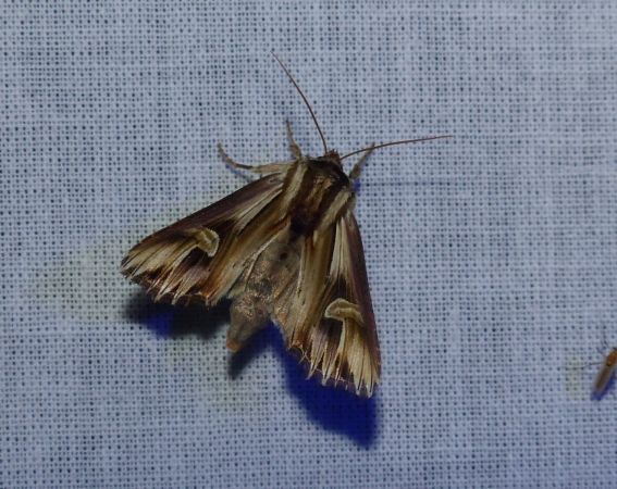 Actinotia polyodon 