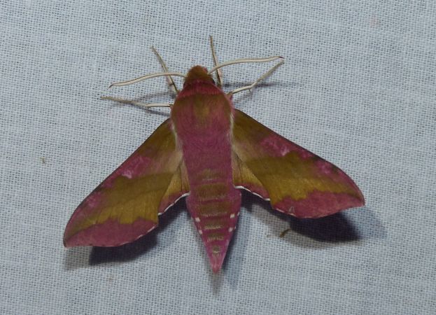 Petit Sphinx de la vigne 