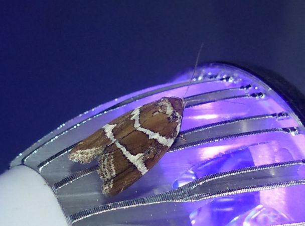 Deltote bankiana 