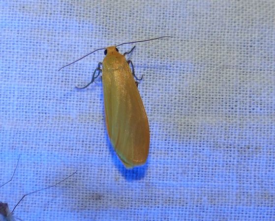 Manteau jaune 