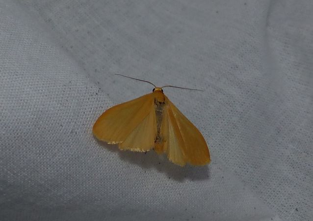 Manteau jaune 