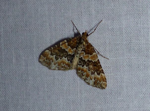 Electrophaes corylata 