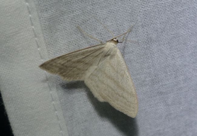 Idaea subsericeata 