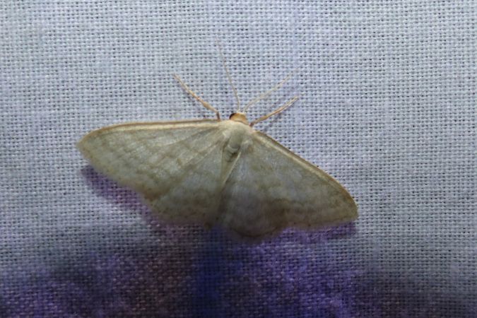 Idaea subsericeata 