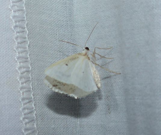 Lomographa temerata 