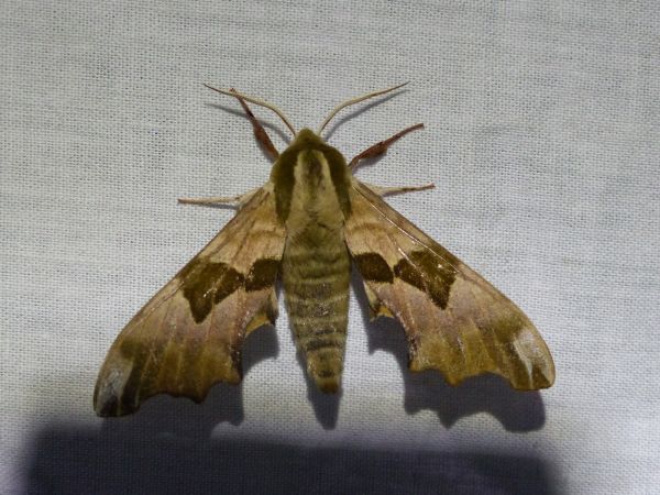 Sphinx du tilleul 