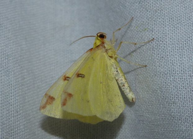 Citronelle rouillée 