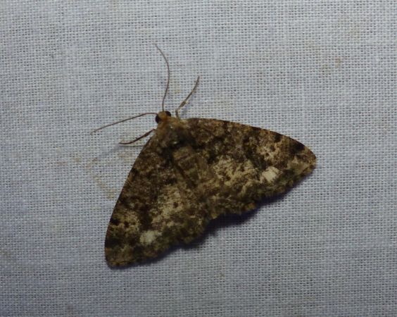 Parectropis similaria 