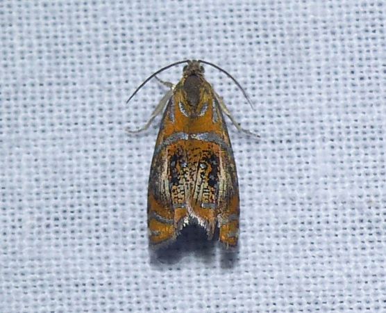 Olethreutes arcuella 