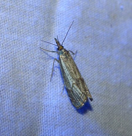 Crambus des champs 