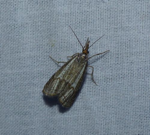 Crambus des champs 
