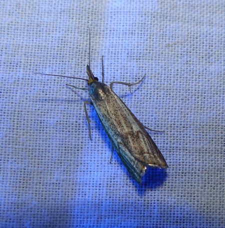 Crambus des champs 