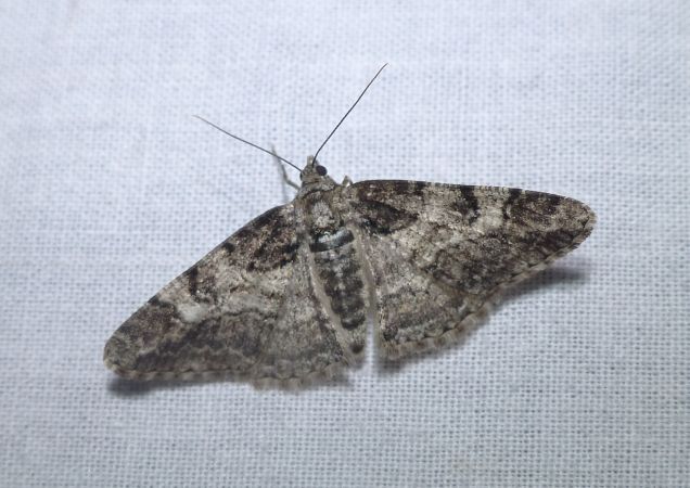 Cleora cinctaria 