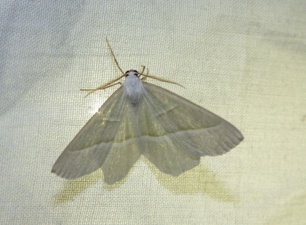 Céladon 