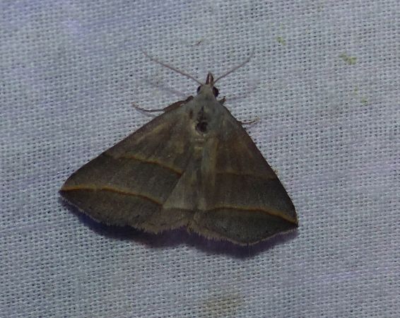 Colobochyla salicalis 