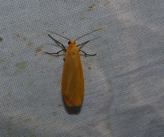 Manteau jaune 