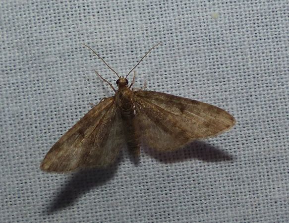 Eupithecia sp. 