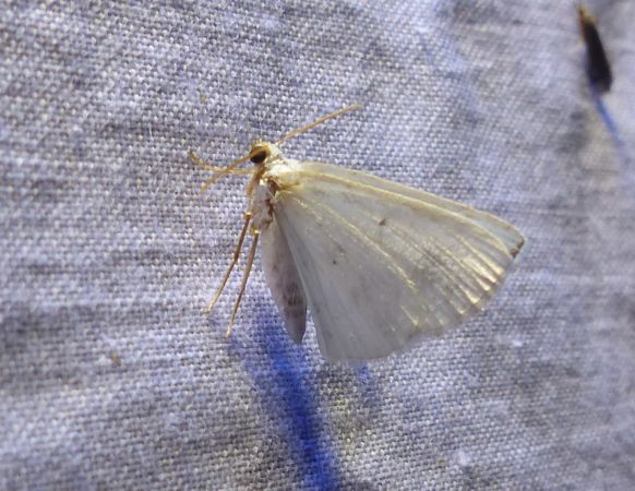Lomographa temerata 