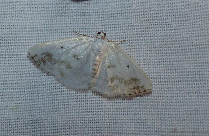 Lomographa temerata 