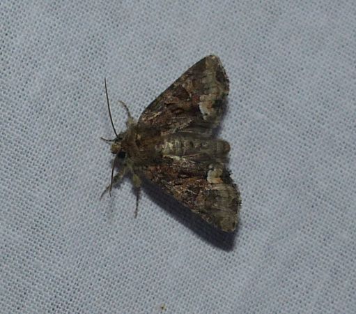 Oligia sp. 