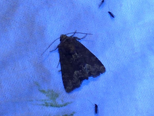 Oligia sp. 