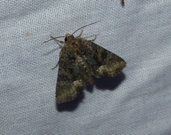 Oligia sp. 