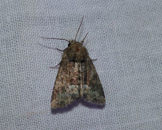 Oligia sp. 