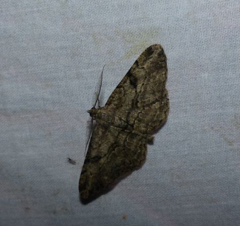 Peribatodes rhomboidaria 