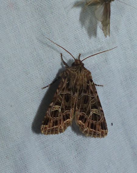 Sideridis reticulata 