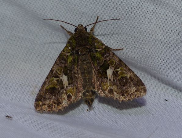 Trachea atriplicis 