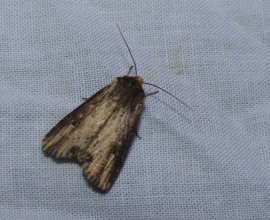 Noctuelle putride 
