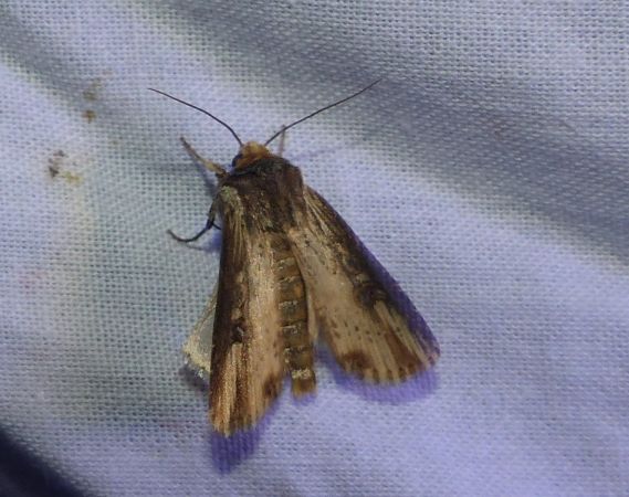 Noctuelle putride 