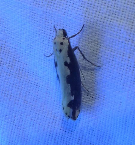Ethmia bipunctella 