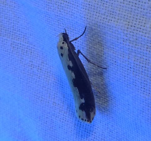 Ethmia bipunctella 