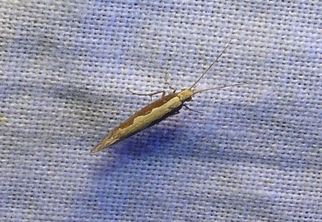 Plutella xylostella 