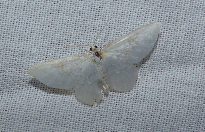 Asthena albulata 