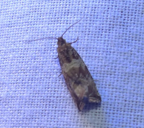 Celypha cespitana 