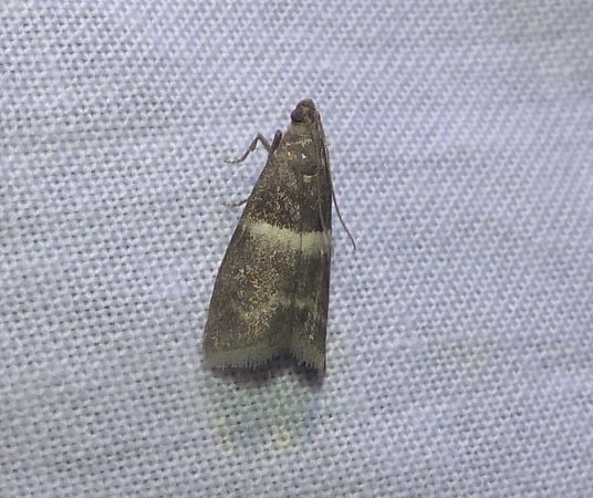 Elegia similella 