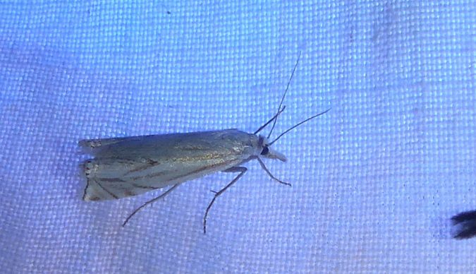 Crambus lathoniellus 